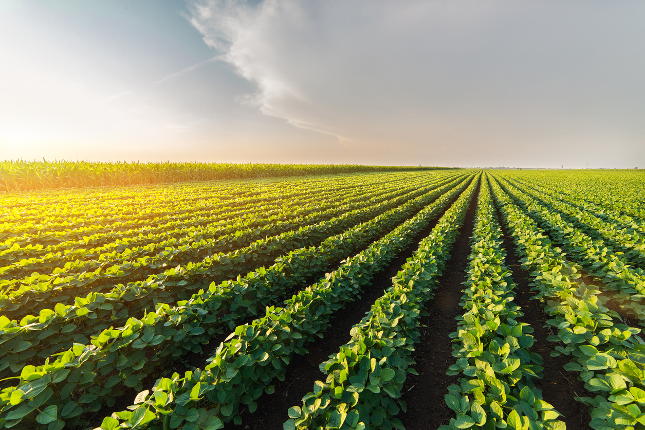 Agriculture & Feed