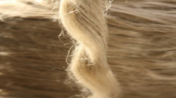 Hackled Flax